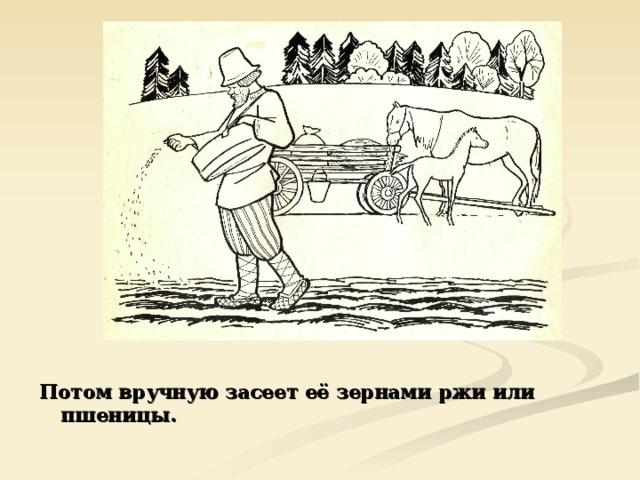 Потом вручную засеет её зернами ржи или пшеницы. 
