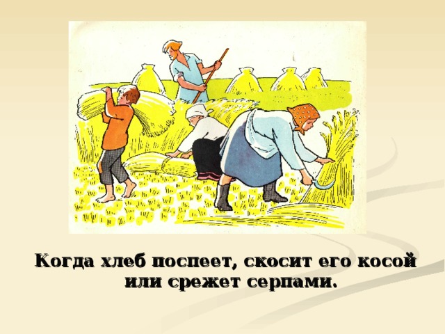  Когда хлеб поспеет, скосит его косой или срежет серпами. 