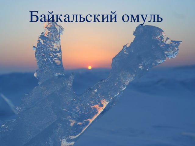 Байкальский омуль 