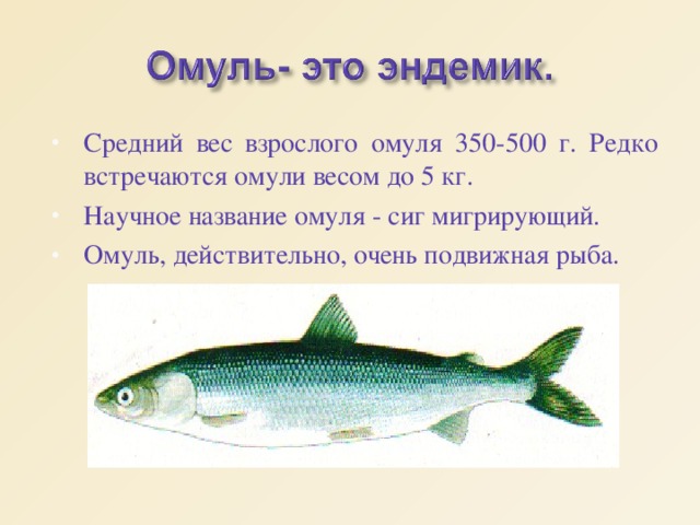 Средний вес взрослого омуля 350-500 г. Редко встречаются омули весом до 5 кг. Научное название омуля - сиг мигрирующий. Омуль, действительно, очень подвижная рыба. 