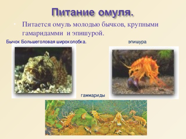 Питается омуль молодью бычков, крупными гамаридамми и эпишурой. Бычок Большеголовая широколобка.   эпишура гаммариды 