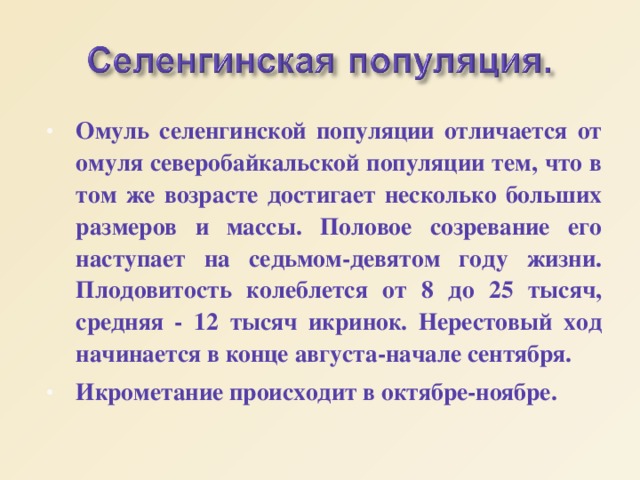 Омуль селенгинской популяции отличается от омуля северобайкальской популяции тем, что в том же возрасте достигает несколько больших размеров и массы. Половое созревание его наступает на седьмом-девятом году жизни. Плодовитость колеблется от 8 до 25 тысяч, средняя - 12 тысяч икринок. Нерестовый ход начинается в конце августа-начале сентября. Икрометание происходит в октябре-ноябре. 