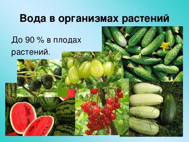 Вода в организмах растений До 90 % в плодах растений. 