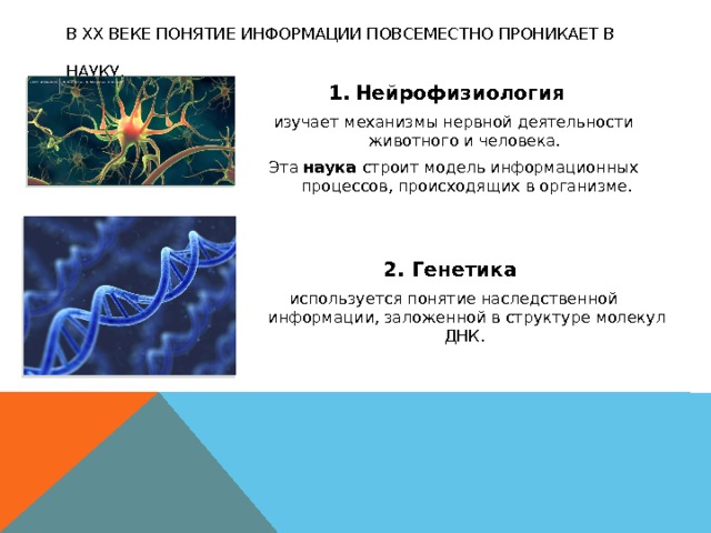 Нейрофизиология картинки для презентации