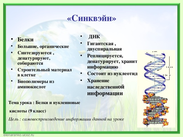   «Синквэйн»      ДНК Гигантская , двуспиральная Реплицируется, денатурирует, хранит информацию Состоит из нуклеотидов Хранение наследственн ой информации     Белки Большие, органические Синтезируются , денатурируют, собираются Строительный материал в клетке Биополимеры из аминокислот  Тема урока : Белки и нуклеиновые  кислоты (9 класс) Цель : самовоспроизведение информации данной на уроке  