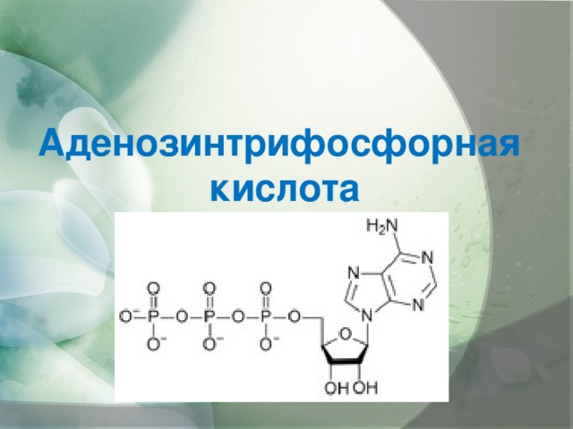 Аденозинтрифосфорная  кислота 