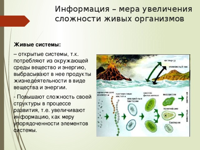 Информация – мера увеличения сложности живых организмов Живые системы: – открытые системы, т.к. потребляют из окружающей среды вещество и энергию, выбрасывают в нее продукты жизнедеятельности в виде вещества и энергии. - Повышают сложность своей структуры в процессе развития, т.е. увеличивают информацию, как меру упорядоченности элементов системы. 