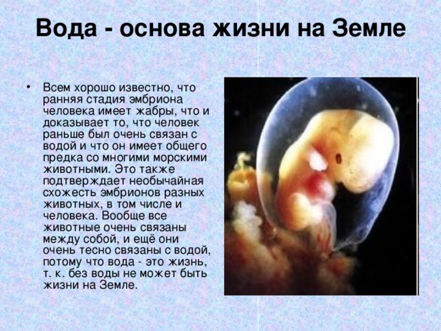 Вода - основа жизни на Земле   Всем хорошо известно, что ранняя стадия эмбриона человека имеет жабры, что и доказывает то, что человек раньше был очень связан с водой и что он имеет общего предка со многими морскими животными. Это также подтверждает необычайная схожесть эмбрионов разных животных, в том числе и человека. Вообще все животные очень связаны между собой, и ещё они очень тесно связаны с водой, потому что вода - это жизнь, т. к. без воды не может быть жизни на Земле. 