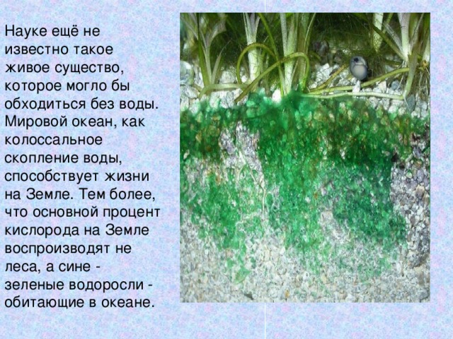 Науке ещё не известно такое живое существо, которое могло бы обходиться без воды. Мировой океан, как колоссальное скопление воды, способствует жизни на Земле. Тем более, что основной процент кислорода на Земле воспроизводят не леса, а сине - зеленые водоросли - обитающие в океане. 