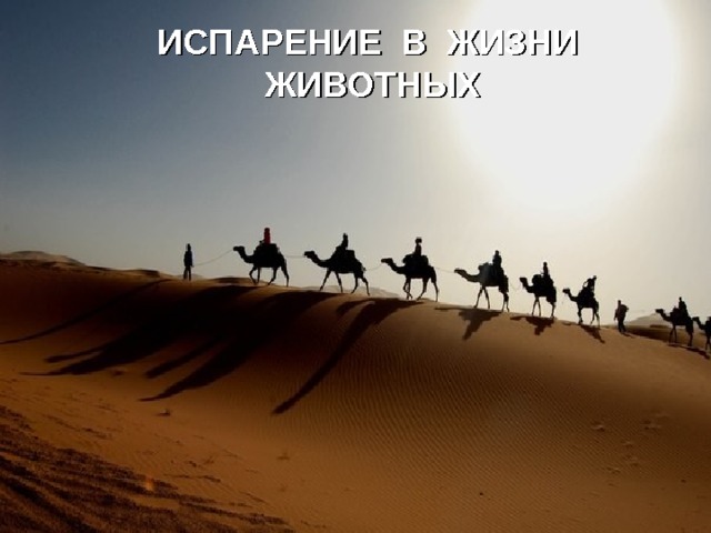 ИСПАРЕНИЕ В ЖИЗНИ ЖИВОТНЫХ 