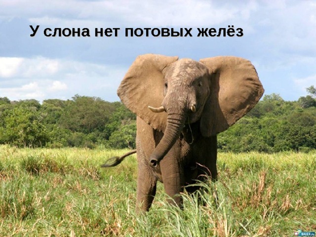 У слона нет потовых желёз 