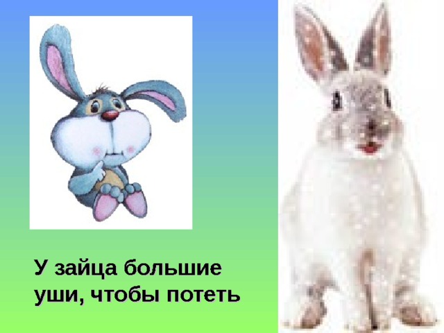У зайца большие уши, чтобы потеть 