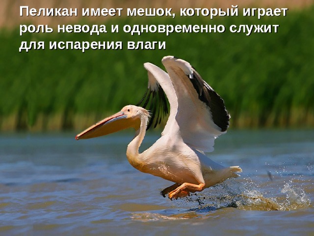 Пеликан имеет мешок, который играет роль невода и одновременно служит для испарения влаги 