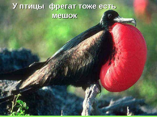 У птицы фрегат тоже есть мешок 
