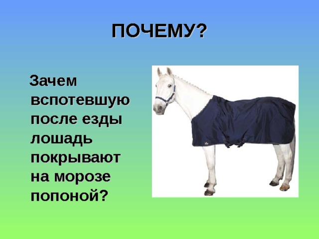 ПОЧЕМУ?  Зачем вспотевшую после езды лошадь покрывают на морозе попоной? 