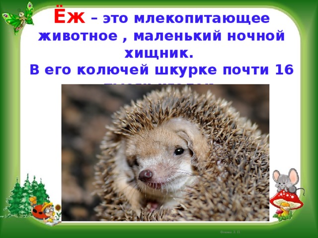 Ёж  – это млекопитающее животное , маленький ночной хищник. В его колючей шкурке почти 16 тысяч иголок. Фокина Л. П. 