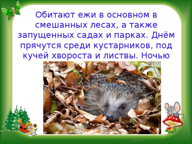 Обитают ежи в основном в смешанных лесах, а также запущенных садах и парках. Днём прячутся среди кустарников, под кучей хвороста и листвы. Ночью выходят кормиться. Фокина Л. П. 