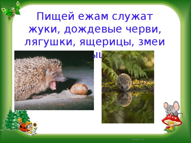 Пищей ежам служат жуки, дождевые черви, лягушки, ящерицы, змеи и мыши. Фокина Л. П. 