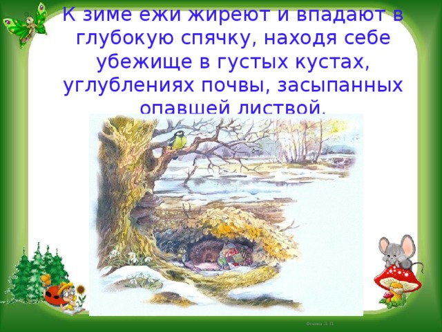 К зиме ежи жиреют и впадают в глубокую спячку, находя себе убежище в густых кустах, углублениях почвы, засыпанных опавшей листвой. Фокина Л. П. 