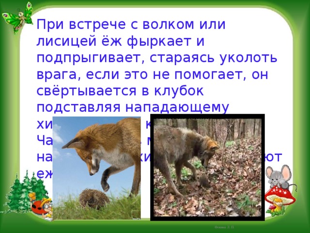 При встрече с волком или лисицей ёж фыркает и подпрыгивает, стараясь уколоть врага, если это не помогает, он свёртывается в клубок подставляя нападающему хищнику свою колючую спину. Часто наколов морду иглами, нападающие хищники оставляют ежа в покое. Фокина Л. П. 