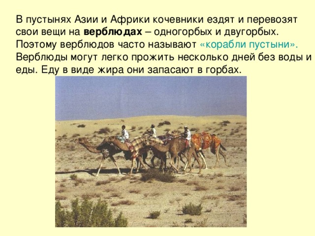 В пустынях Азии и Африки кочевники ездят и перевозят свои вещи на верблюдах – одногорбых и двугорбых. Поэтому верблюдов часто называют «корабли пустыни». Верблюды могут легко прожить несколько дней без воды и еды. Еду в виде жира они запасают в горбах. 