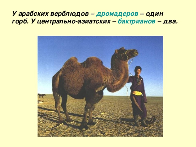 У арабских верблюдов – дромадеров – один горб. У центрально-азиатских – бактрианов – два.  