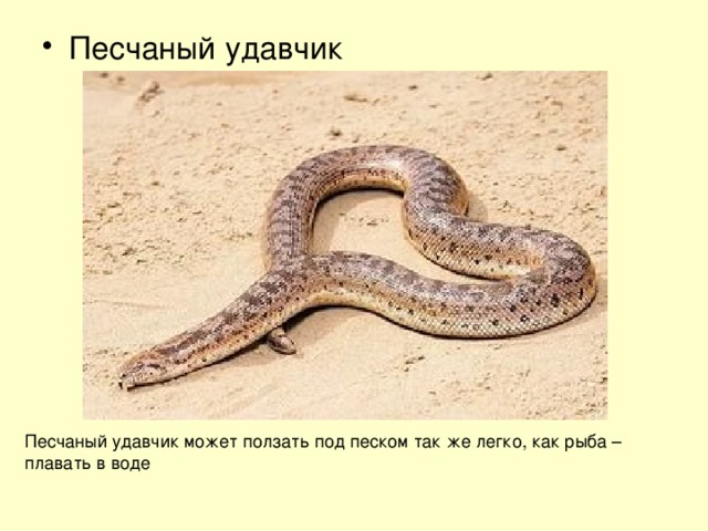 Песчаный удавчик Песчаный удавчик может ползать под песком так же легко, как рыба – плавать в воде 