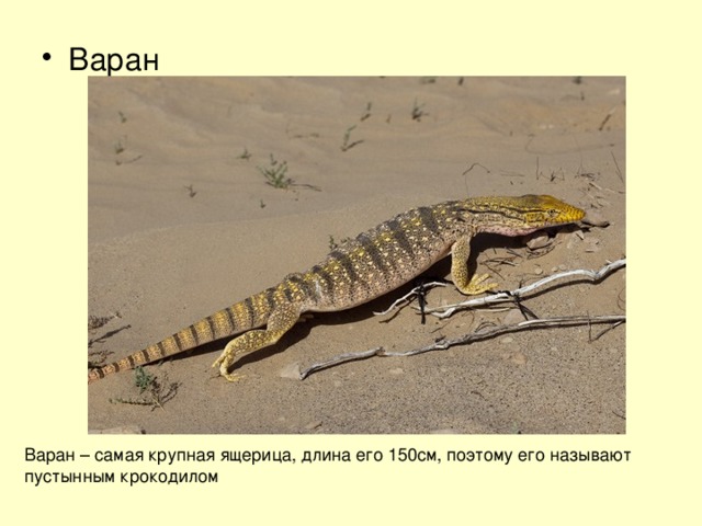 Варан Варан – самая крупная ящерица, длина его 150см, поэтому его называют пустынным крокодилом 
