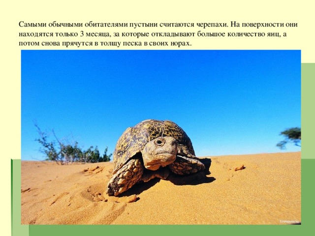 Самыми обычными обитателями пустыни считаются черепахи. На поверхности они находятся только 3 месяца, за которые откладывают большое количество яиц, а потом снова прячутся в толщу песка в своих норах. 