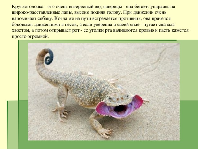 Круглоголовка - это очень интересный вид ящерицы - она бегает, упираясь на широко-расставленные лапы, высоко подняв голову. При движении очень напоминает собаку. Когда же на пути встречается противник, она прячется боковыми движениями в песок, а если уверенна в своей силе - пугает сначала хвостом, а потом открывает рот - ее уголки рта наливаются кровью и пасть кажется просто огромной. 