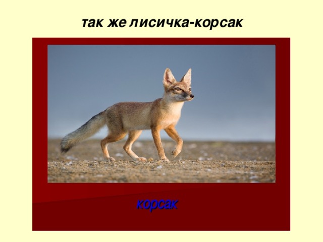 так же лисичка-корсак 