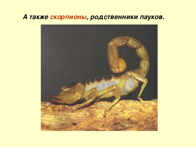 А также скорпионы , родственники пауков. 