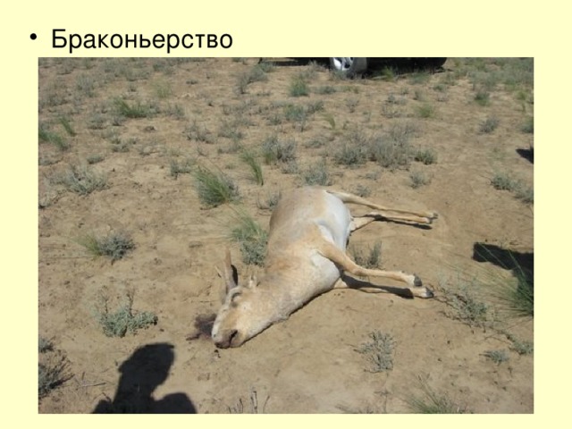 Браконьерство 