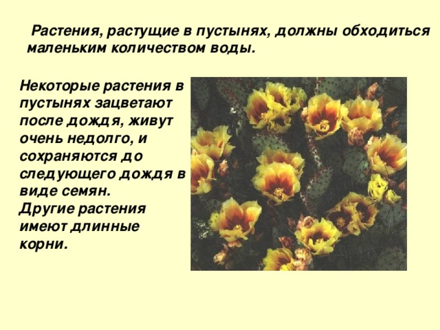  Растения, растущие в пустынях, должны обходиться маленьким количеством воды.  Некоторые растения в пустынях зацветают после дождя, живут очень недолго, и сохраняются до следующего дождя в виде семян. Другие растения имеют длинные корни.  