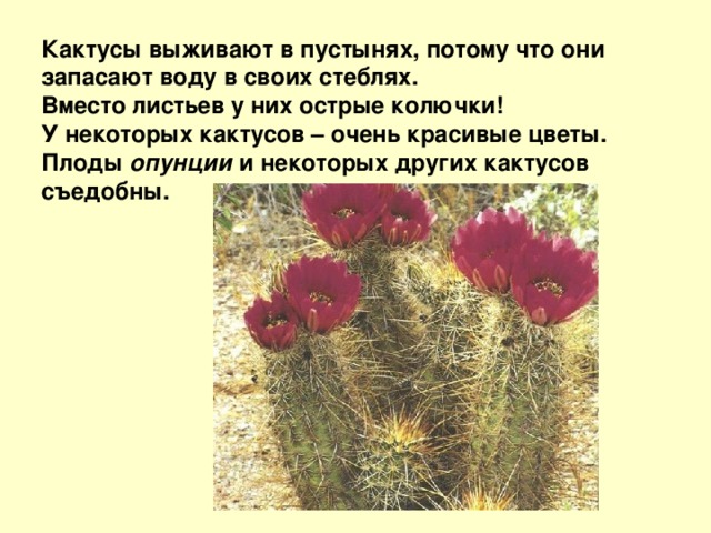Кактусы выживают в пустынях, потому что они запасают воду в своих стеблях. Вместо листьев у них острые колючки! У некоторых кактусов – очень красивые цветы. Плоды опунции и некоторых других кактусов съедобны. 