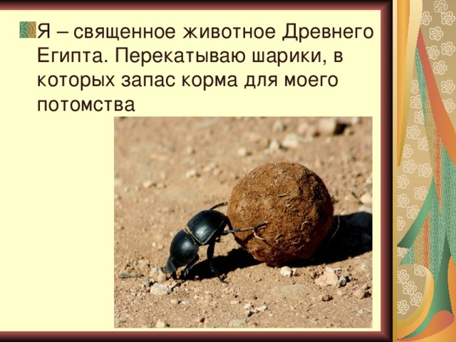 Я – священное животное Древнего Египта. Перекатываю шарики, в которых запас корма для моего потомства 