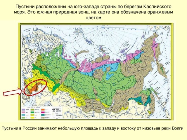 Пустыни расположены на юго-западе страны по берегам Каспийского моря. Это южная природная зона, на карте она обозначена оранжевым цветом Пустыни в России занимают небольшую площадь к западу и востоку от низовьев реки Волги 