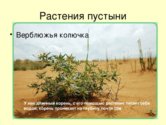 Растения пустыни Верблюжья колючка У нее длинный корень, с его помощью растение питает себя водой, корень проникает на глубину почти 20м 