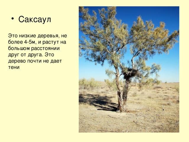 Саксаул Это низкие деревья, не более 4-5м, и растут на большом расстоянии друг от друга. Это дерево почти не дает тени 