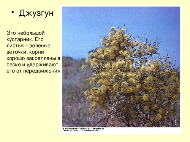 Джузгун Это небольшой кустарник. Его листья – зеленые веточки, корни хорошо закреплены в песке и удерживают его от передвижения 