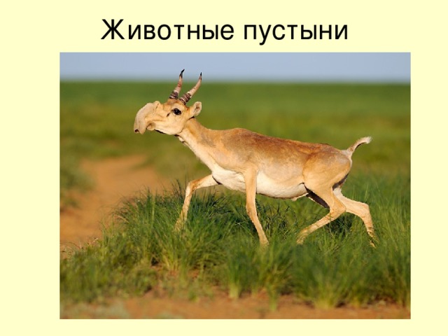 Животные пустыни 