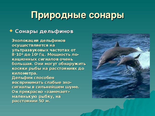 Дельфин проект 3 класс Физические основы зрения и слуха