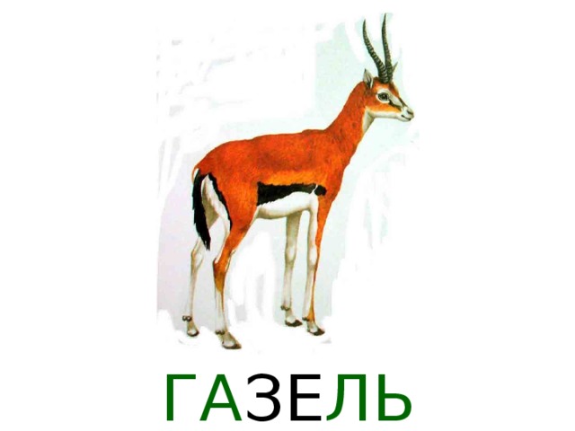  Лев  Среди хищных животных Африки лев бесспорно занимает первое место. Но когда-то давно львы жили не только в Африке, но даже в Европе и Азии. Лев – это огромная и сильная кошка. У самцов на плечах и шее густая грива; львицы меньше, стройнее, и гривы у них нет.Чем старше лев, тем темнее у него грива. Львы живут группами- прайдами . Такой прайд состоит из одного-двух взрослых самцов, нескольких львиц и их потомства разного возраста. У каждого свои обязанности: взрослые львы охраняют охотничий участок от чужаков, львицы ловят добычу- зебр и антилоп. А львята играют, как и все дети в мире. Жизнь львов проста: целый день они спят, развалясь в траве на солнышке, врагов у них нет. Разве что стадо слонов побеспокоит. А с наступлением темноты отправляются на охоту. Лев может справиться с любым животным и не решается нападать только на слонов, носорогов, африканских буйволов и горилл. Добычу поедают все вместе. 