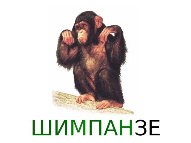  БЕГЕМОТ  В реках и озёрах Африки живёт один странный зверь -бегемот. У него нет волосяного покрова, и вся его жизнь связана с водой. Лишь в ночные прохладные часы бегемоты выходят пастись на сушу и съедают целых сто киллограммов травы. Неуклюжие на земле, они прекрасно плавают и ныряют, подолгу оставаясь под водой. Бегемот даже может ходить по дну на глубоких местах. Передвигаться в воде бегемотам помогает плавательная перепонка между пальцами на ногах. Держатся бегемоты семейными группами по 10-12 животных разного возраста, где признанным вожаком бывает взрослый самец. В случае вторжения чужака в границы семейного участка вожак вступает с ним в драку и может нанести серьёзные раны своими громадными клыками. Может бегемот атаковать и лодку с людьми. Со своими ближайшими соседями, крокодилами, бегемоты поддерживают нейтралитет: крокодил никогда не нападает даже на малышей бегемота. Раз в году самка бегемота приносит одного детёныша весом до 30 килограммов. Новорождённый бегемотик уже умеет плавать и нырять. 