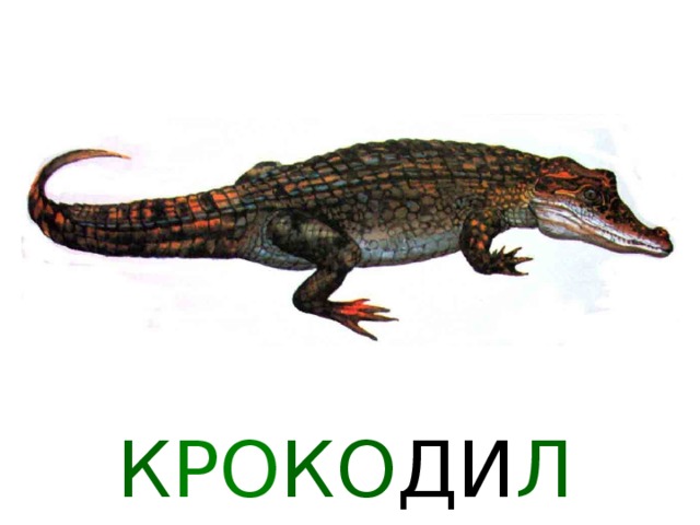  ЗЕБРА  При взгляде на зебру обязательно скажешь: какая хорошенькая полосатая лошадка! Действительно, она очень похожа на лошадь, только хвост не пушистый, а с кисточкой на конце, да грива короткая, торчком, точно подстриженная! Ну и конечно окраска другая, чёрно-белая полосатая. У зебр разных видов и полоски на шкуре разные. Пёстрый наряд помогает зебрам прятаться в высокой траве от львов и гиен. Лошади и зебры принадлежат к одному семейству. Зебры настоящие африканцы, в других местах их нет. Живут зебры стадами, всегда объединяются с другими травоядными- газелями, антилопами разных видов, вместе кочуют в поисках свежей травы по саванне. Несмотря на миролюбивый облик, зебры дики и своенравны: ещё никому не удалось приручить зебру. 