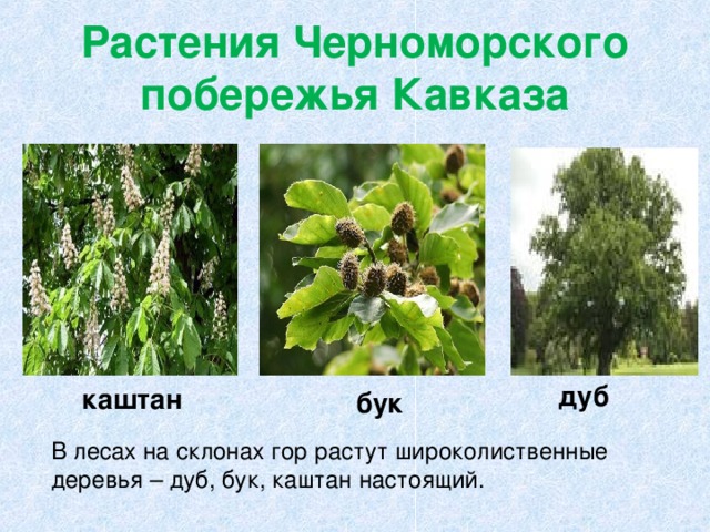 Растения Черноморского побережья Кавказа дуб каштан бук В лесах на склонах гор растут широколиственные деревья – дуб, бук, каштан настоящий. 