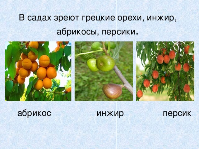 В садах зреют грецкие орехи, инжир, абрикосы, персики . абрикос инжир персик 