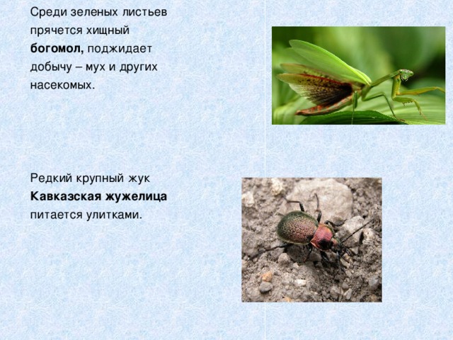 Среди зеленых листьев прячется хищный богомол, поджидает добычу – мух и других насекомых.     Редкий крупный жук Кавказская жужелица питается улитками. 