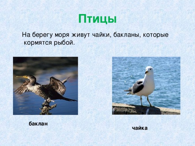 Птицы черноморского побережья