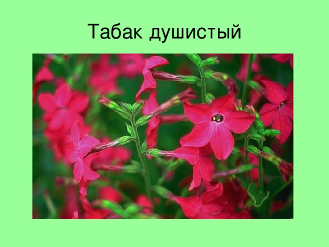 Табак душистый 